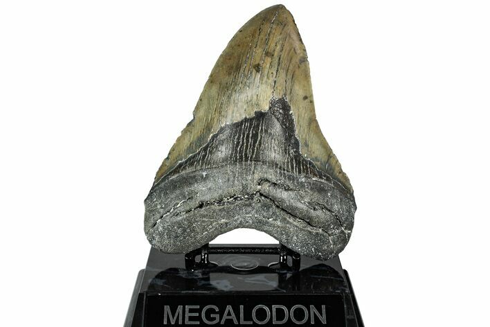 Serrated, Fossil Megalodon Tooth - North Carolina #311100